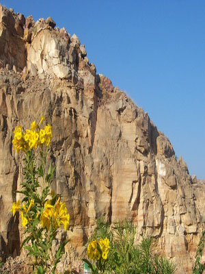 HILL GARDEN